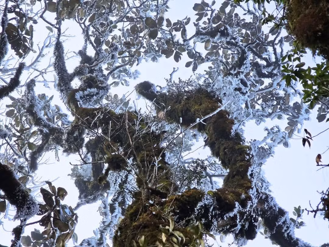 Sáng 19/3, tại đỉnh núi Tà Xùa (xã Bản Công, H.Trạm Tấu, Yên Bái) bất ngờ xuất hiện băng giá. Ảnh Giàng Hạnh Phúc