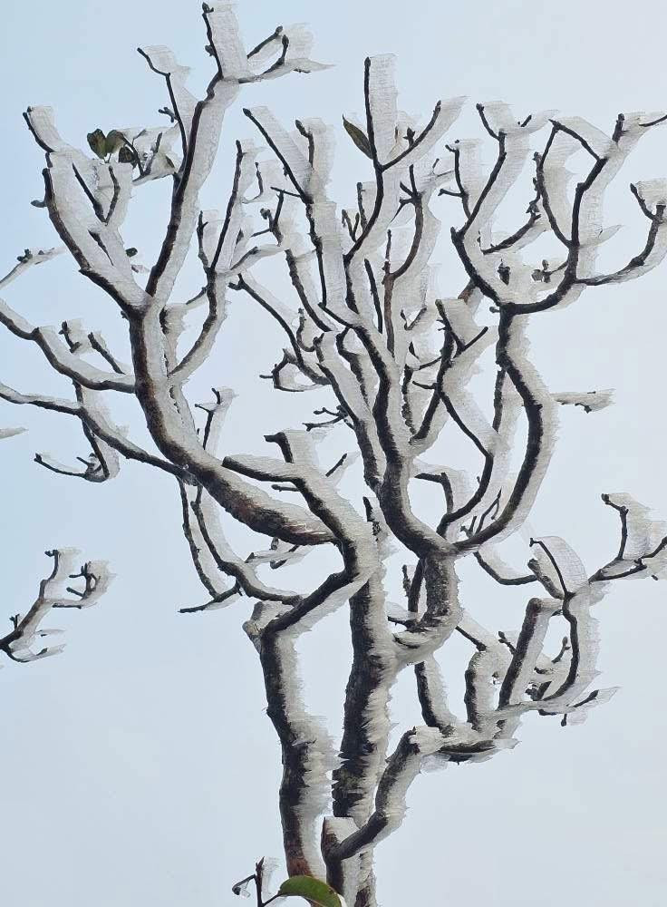 Đỉnh Tà Xùa có độ cao 2.865 m so với mực nước biển. Đây là lần đầu thứ 2 trong năm nay đỉnh núi này xuất hiện băng giá. Trước đó, hiện tượng này lần đầu tiên được ghi nhận vào ngày 11/1.