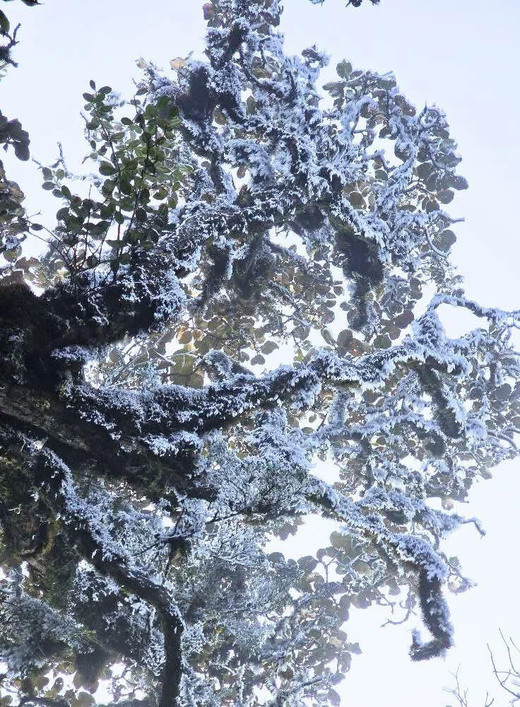 Băng giá xuất hiện giữa tháng 3 là một hiện tượng hiếm hoi, tạo nên cảnh tượng đẹp ngoạn mục, thu hút du khách từ khắp nơi. Ảnh Giàng Hạnh Phúc