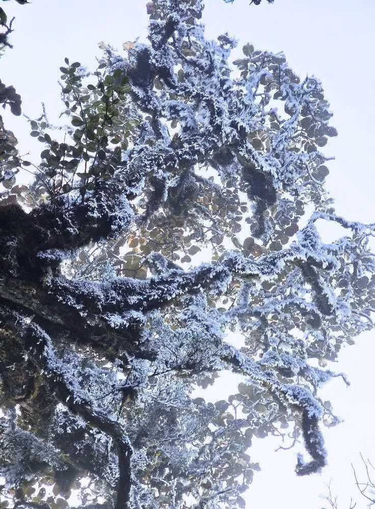 Băng giá xuất hiện giữa tháng 3 là một hiện tượng hiếm hoi, tạo nên cảnh tượng đẹp ngoạn mục, thu hút du khách từ khắp nơi. Ảnh Giàng Hạnh Phúc