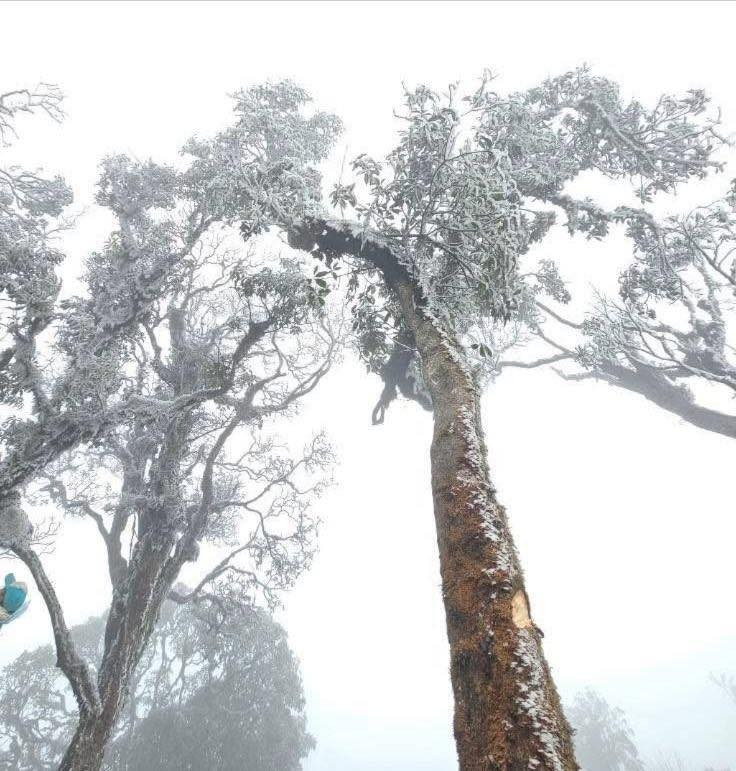 Tuy nhiên, hiện tượng băng giá giữa tháng 3 tại Tà Xùa được lý giải bởi do ảnh hưởng của không khí lạnh tăng cường. Ảnh Giàng Hạnh Phúc