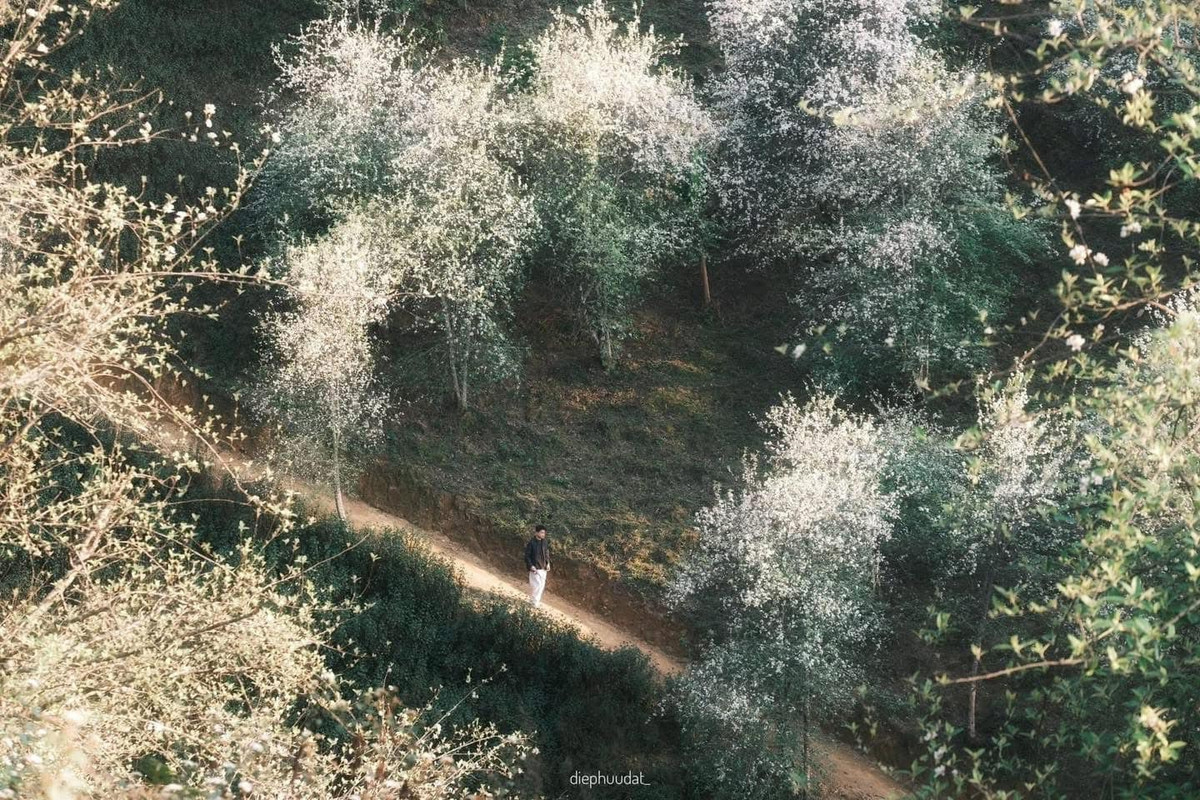 Làng Chếu, thuộc xã vùng cao Xím Vàng (huyện Bắc Yên, Sơn La), nổi tiếng với những đồi sơn tra bạt ngàn.