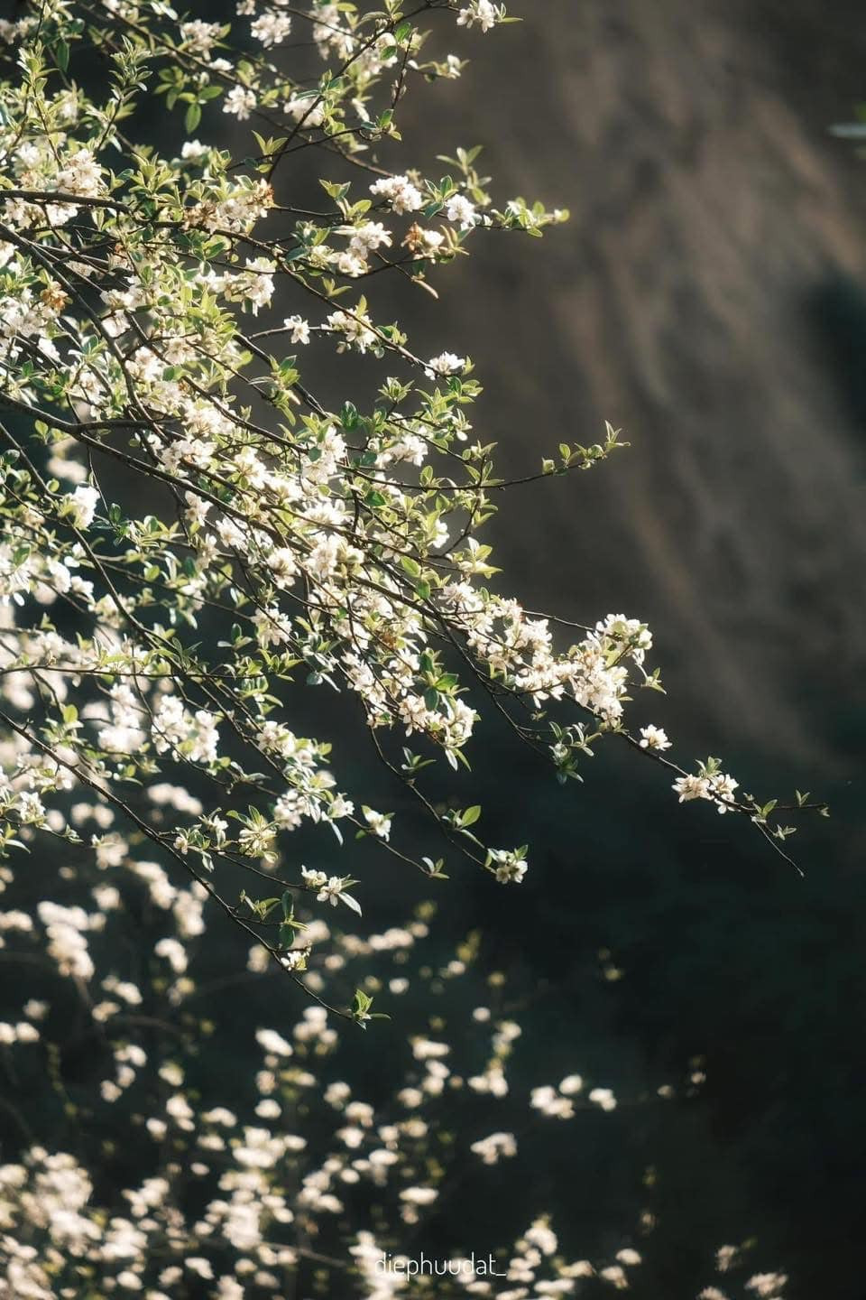 Khi hoa nở rộ, cả vùng như chìm trong một không gian trắng muốt, xen lẫn sắc xanh của núi rừng, tạo cảm giác yên bình và thơ mộng.