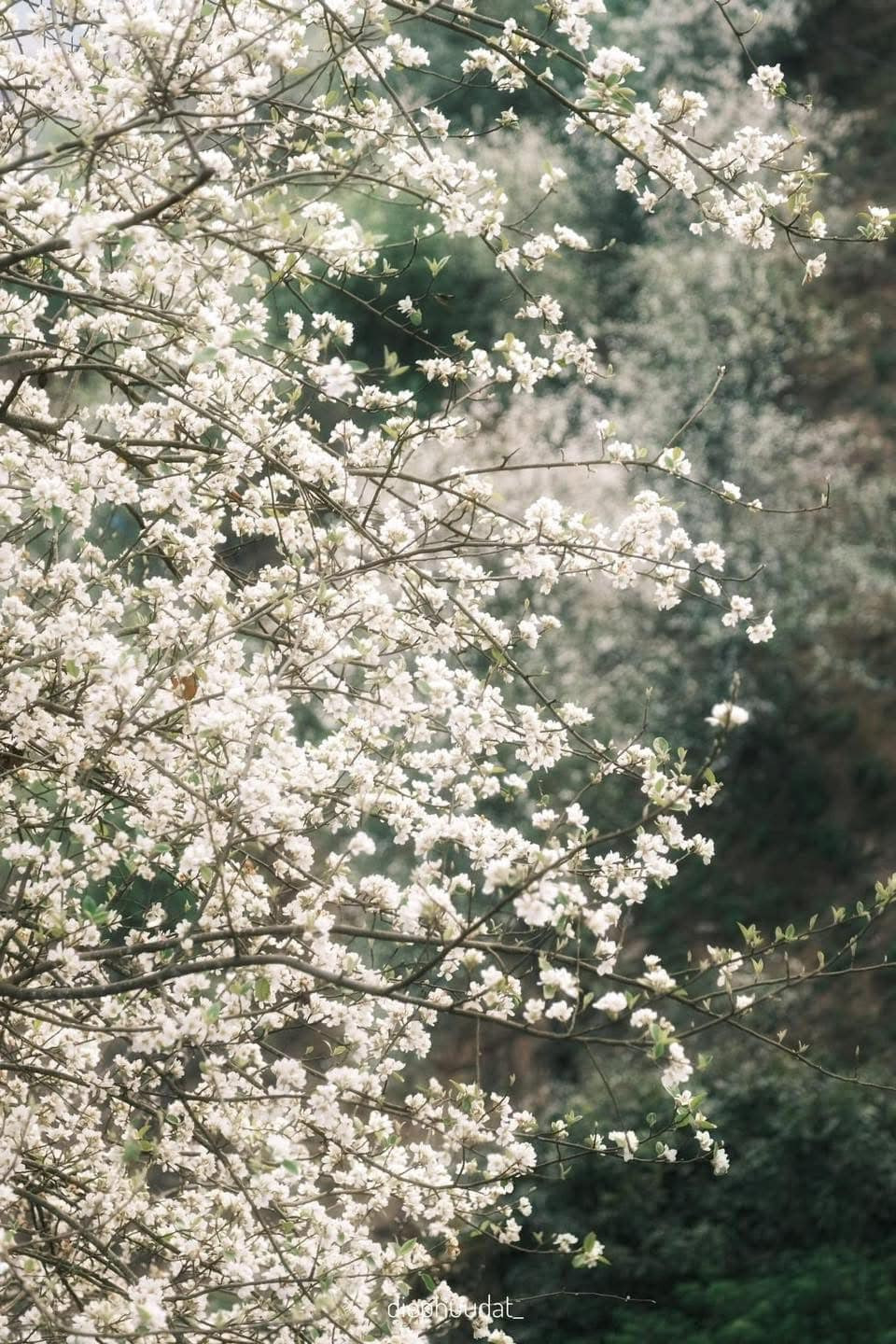 Giữa không gian hoang sơ của núi rừng, màu trắng của hoa sơn tra càng trở nên nổi bật, tạo nên bức tranh thiên nhiên yên bình, thơ mộng.