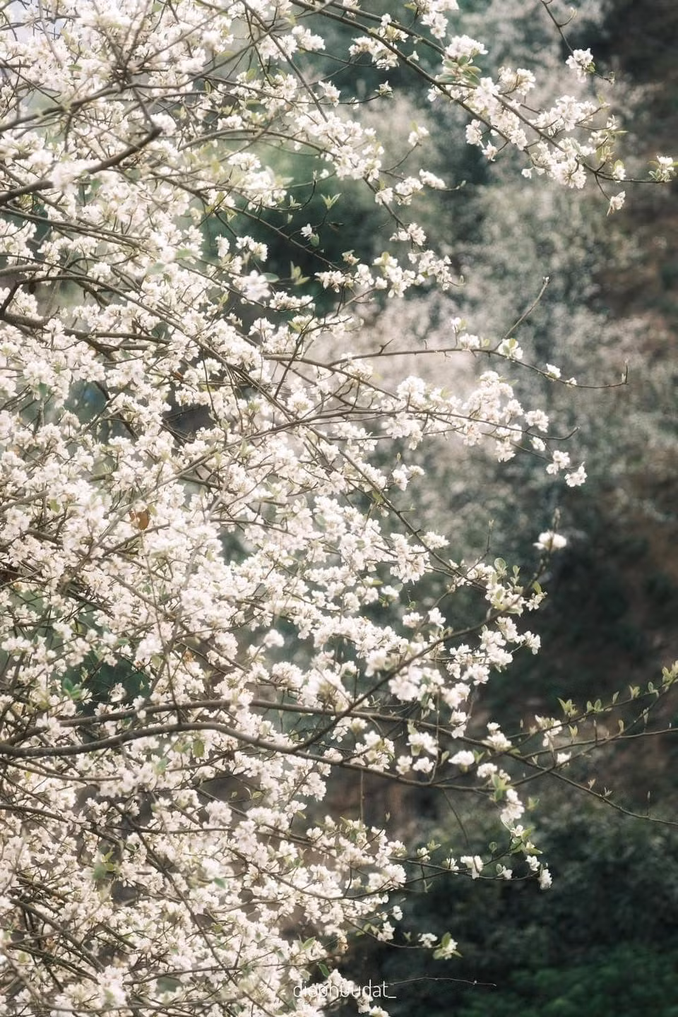 Giữa không gian hoang sơ của núi rừng, màu trắng của hoa sơn tra càng trở nên nổi bật, tạo nên bức tranh thiên nhiên yên bình, thơ mộng.
