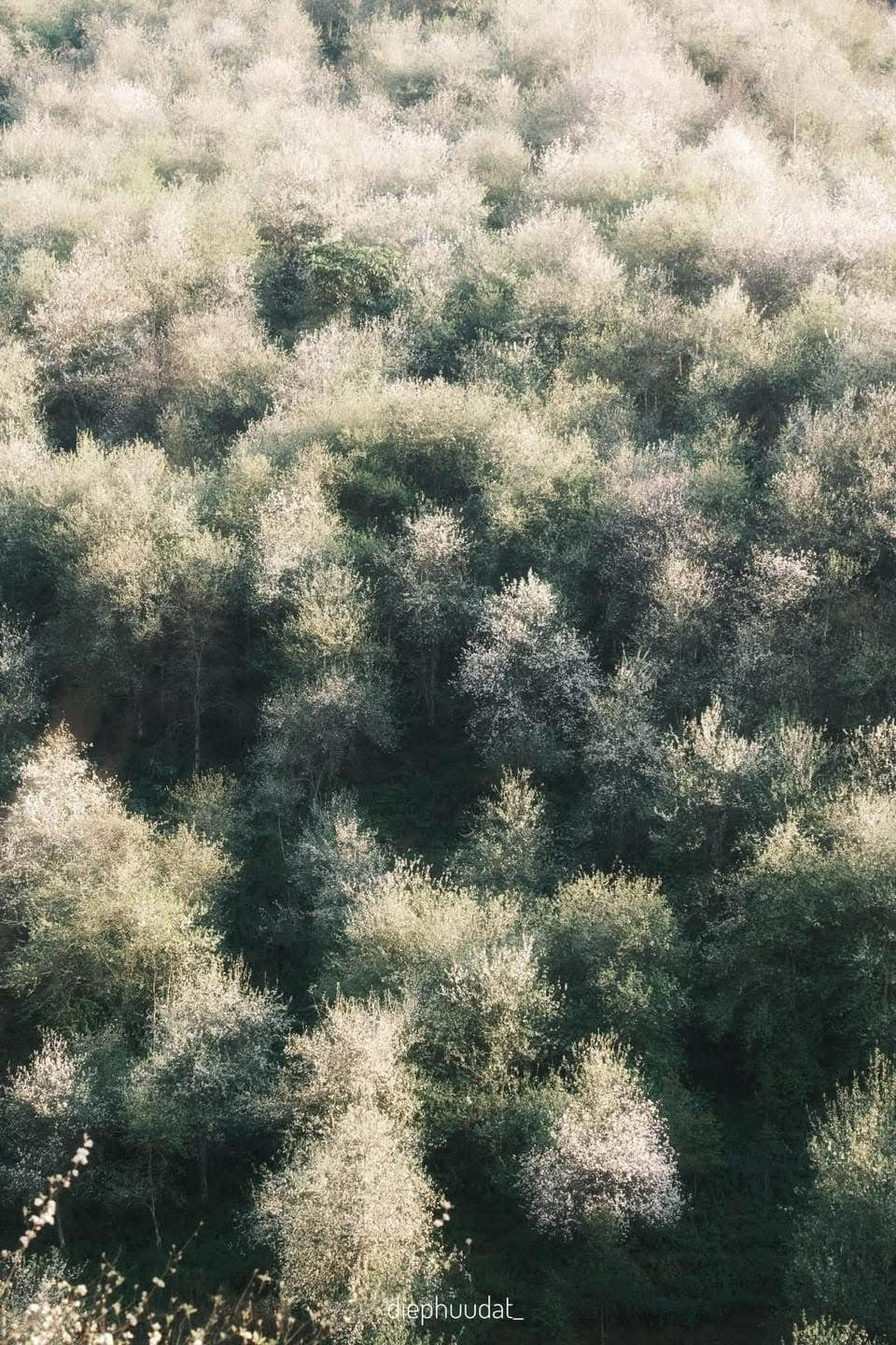 Mùa hoa đến, cả vùng như khoác lên mình chiếc áo trắng tinh khôi.