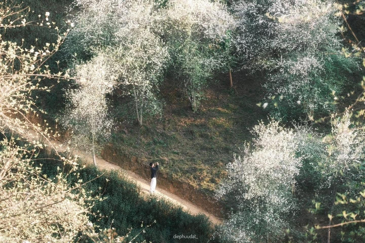 Khi hoa tàn, những trái táo mèo sẽ dần kết thành chùm, chín vàng vào cuối năm, được thu hái để làm đặc sản rượu táo mèo, mứt hay siro thơm ngon.