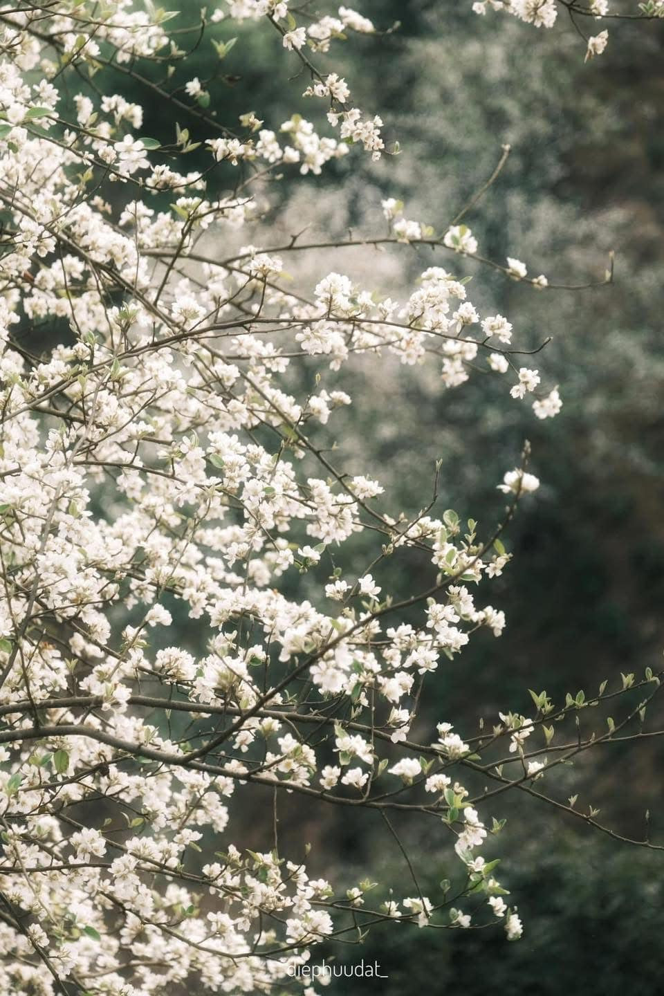 Những cánh hoa nhỏ xinh bung nở trên những cành cây khẳng khiu, hòa cùng làn gió xuân mát lành, mang đến vẻ đẹp thanh khiết, nhẹ nhàng nhưng đầy sức sống.