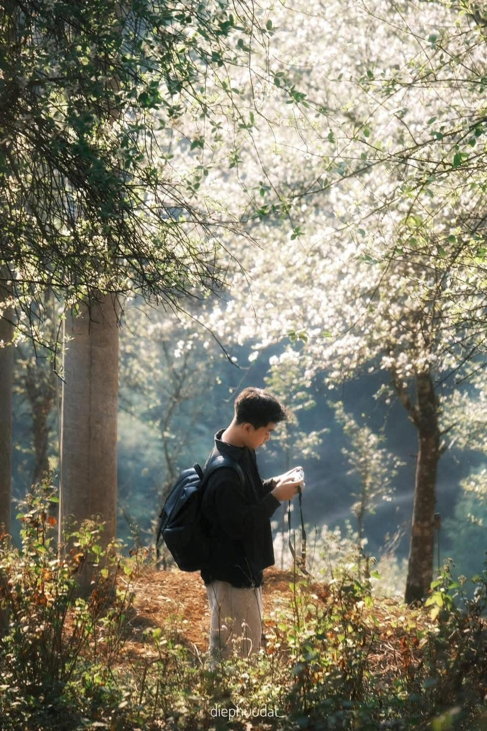 Không chỉ mang vẻ đẹp cuốn hút, sơn tra còn là cây trồng đặc trưng của người Mông, mang lại giá trị kinh tế cao.