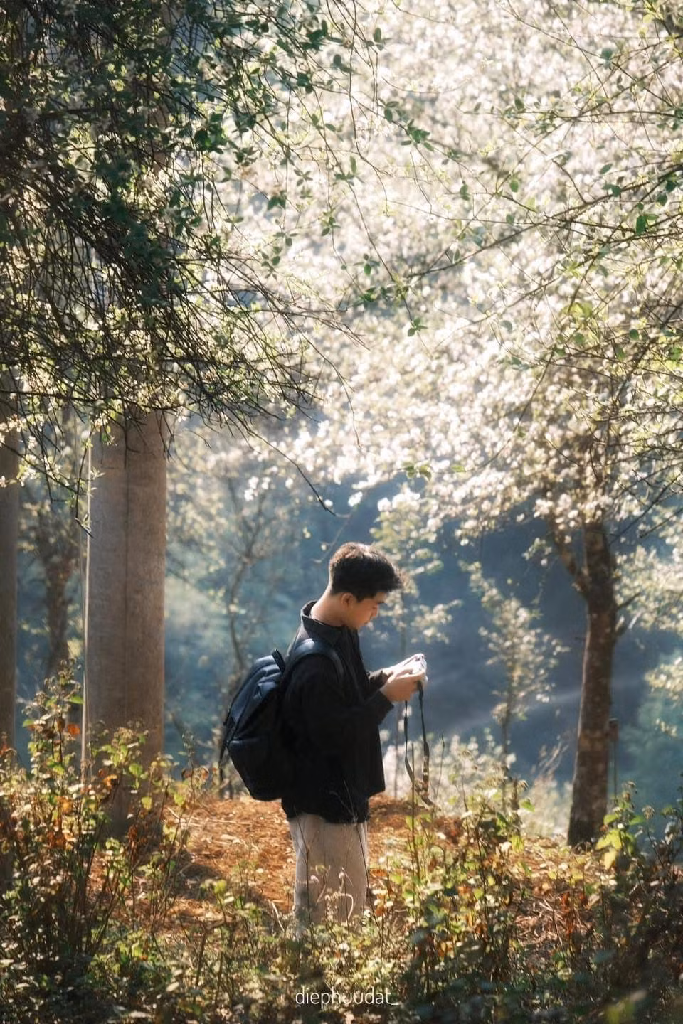 Không chỉ mang vẻ đẹp cuốn hút, sơn tra còn là cây trồng đặc trưng của người Mông, mang lại giá trị kinh tế cao.