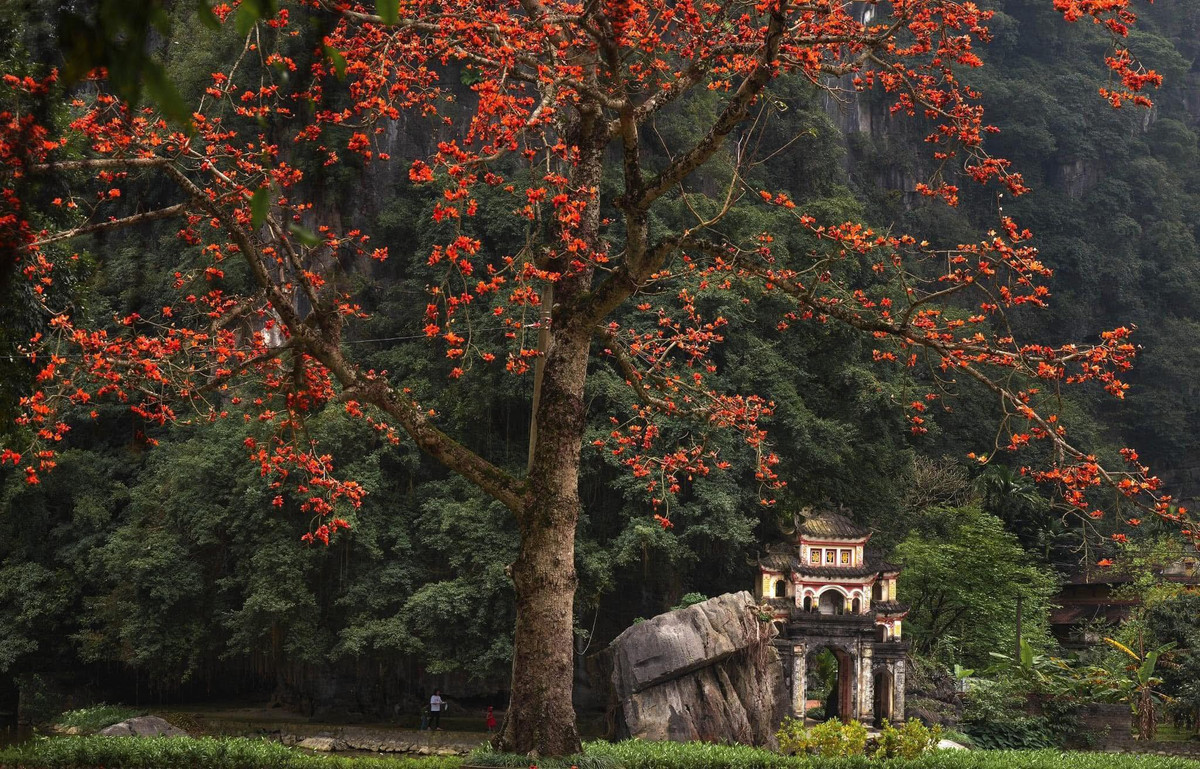 Hoa mộc miên, hay còn gọi là hoa gạo, từ lâu đã trở thành biểu tượng của làng quê Bắc Bộ mỗi dịp tháng Ba. Ảnh Đinh Văn Linh