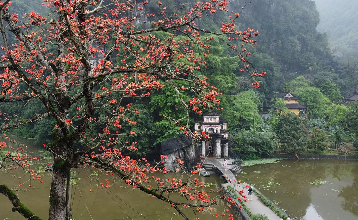 Khi nở, hoa không đi kèm lá mà chỉ có những chùm đỏ rực nổi bật trên nền trời xanh, tạo nên vẻ đẹp riêng biệt, vừa hoài niệm vừa quyến rũ. Ảnh Đinh Văn Linh