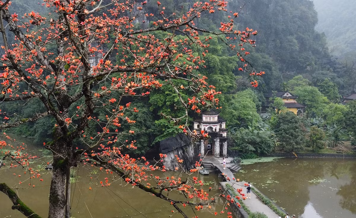 Khi nở, hoa không đi kèm lá mà chỉ có những chùm đỏ rực nổi bật trên nền trời xanh, tạo nên vẻ đẹp riêng biệt, vừa hoài niệm vừa quyến rũ. Ảnh Đinh Văn Linh