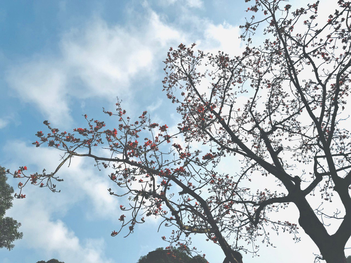 Nếu yêu thích sự thanh tịnh và muốn hòa mình vào vẻ đẹp thiên nhiên, hãy một lần đến Ninh Bình vào mùa hoa mộc miên.