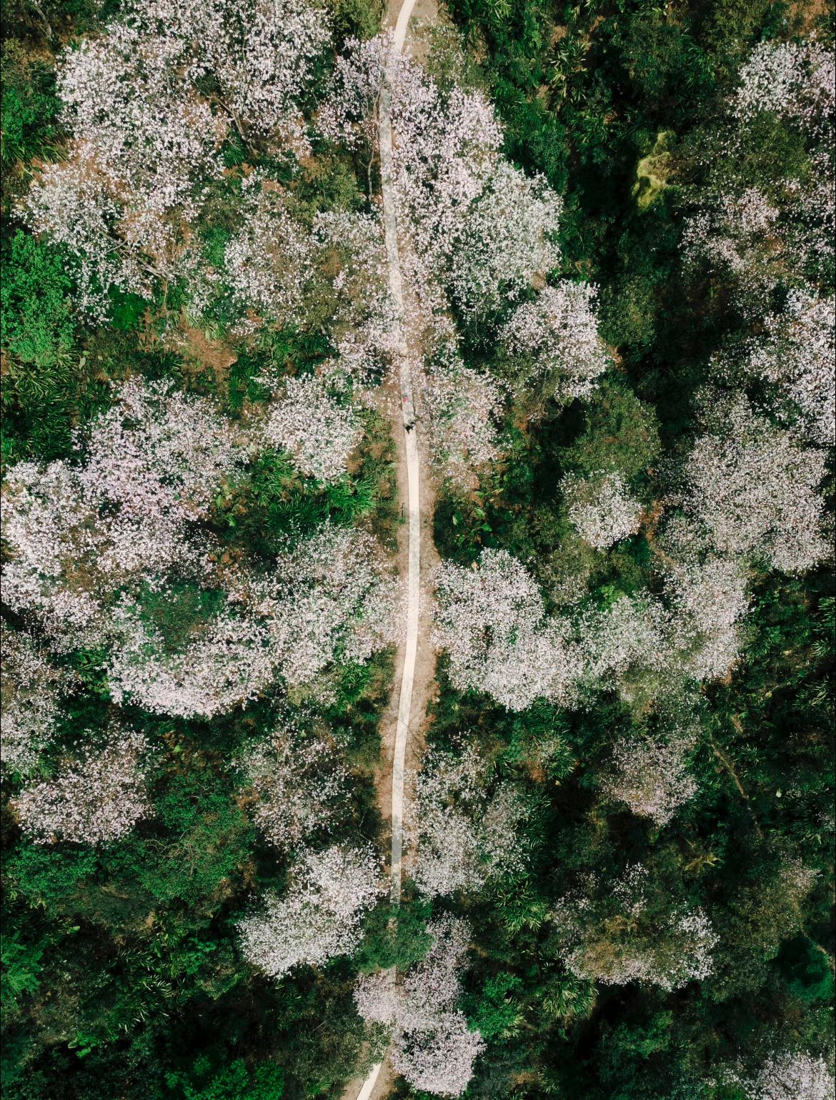Những cây ban hàng trăm năm tuổi, thân phủ rêu phong, cành vươn rộng bung nở hoa trắng tinh khôi, tạo nên một bức tranh thiên nhiên lãng mạn và quyến rũ.