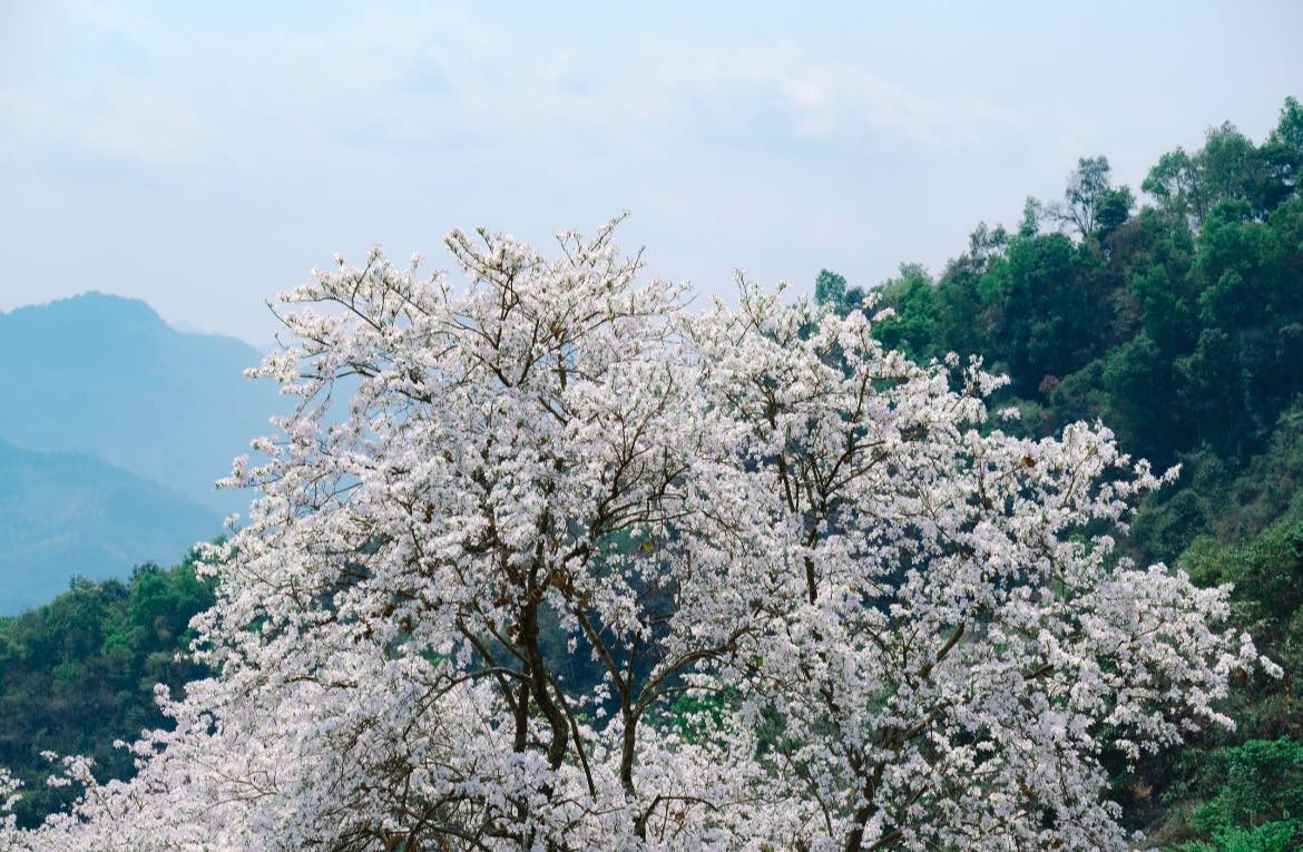 Lúc này, hàng nghìn cây hoa ban cổ thụ ở bản Nặm Cứm cũng đua nhau tỏa sắc, nhuộm trắng cả không gian rộng lớn.