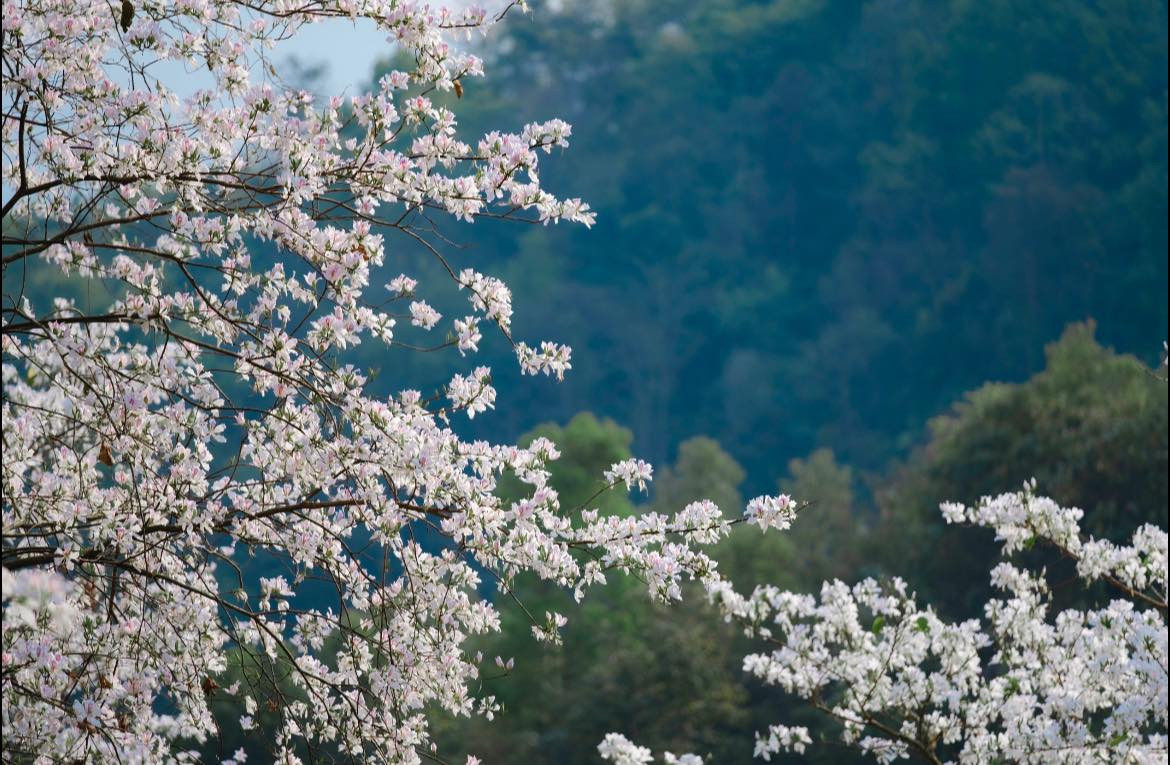 Mỗi độ tháng 3 về, khi tiết trời chuyển xuân, hoa ban lại nở rộ, phủ trắng cả vùng rừng, điểm xuyết sắc hồng phớt nhẹ nhàng.