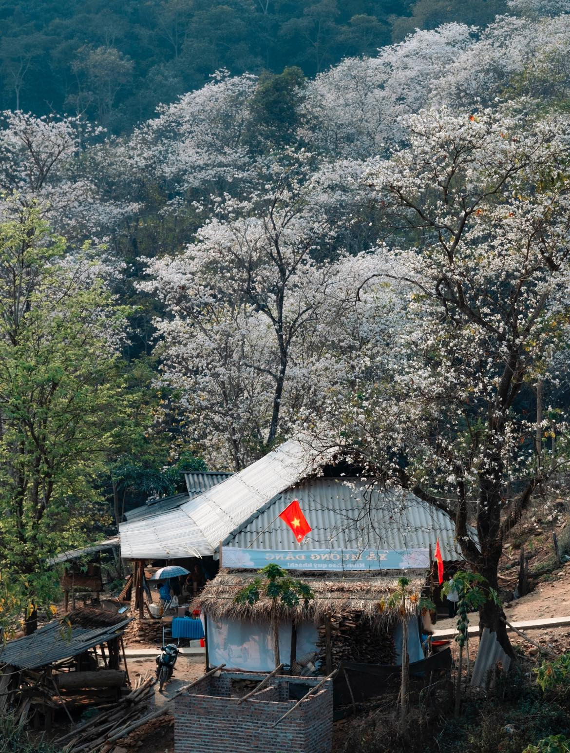 Từng cây ban cổ thụ lấp ló, ẩn hiện sau nóc nhà, sắc trắng tinh khôi bao quanh cả bản.