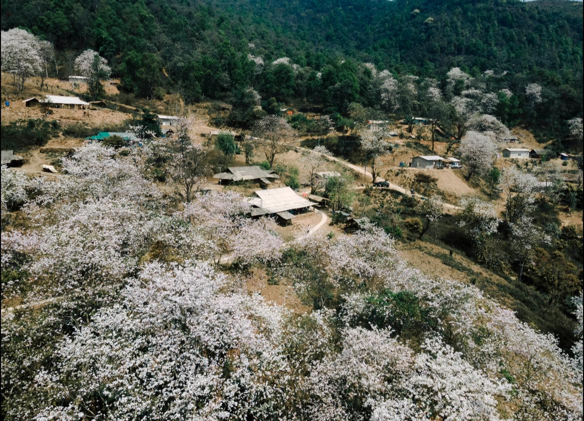Không chỉ mang vẻ đẹp tự nhiên hiếm có, rừng hoa ban cổ thụ ở Nặm Cứm còn gắn liền với đời sống và văn hóa của đồng bào dân tộc Mông nơi đây.
