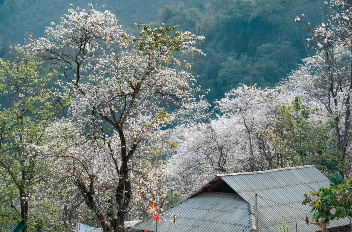 Đối với người dân Tây Bắc, những đóa ban tinh khôi tượng trưng cho sự chung thủy sắt son và tình yêu đôi lứa.