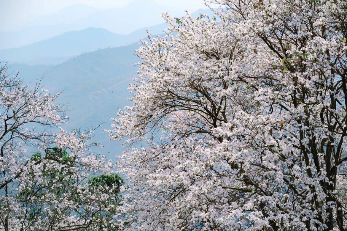 Những cánh hoa ban trắng muốt xen lẫn sắc hồng, tím nơi đại ngàn.