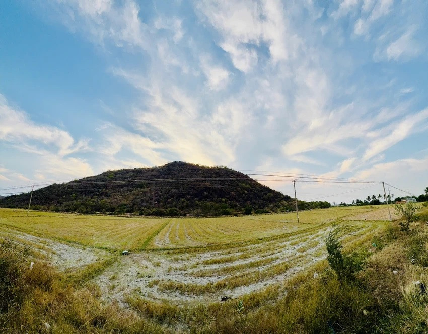 Theo thông tin từ UBND huyện Tuy Phong, các cây bằng lăng tại khu vực Núi Tàu vẫn nguyên vẹn, không bị ảnh hưởng bởi đám cháy. Thậm chí, lớp thực bì sau khi cháy sẽ tạo điều kiện thuận lợi để cây cối phát triển tốt hơn vào mùa mưa. Ảnh. PLO