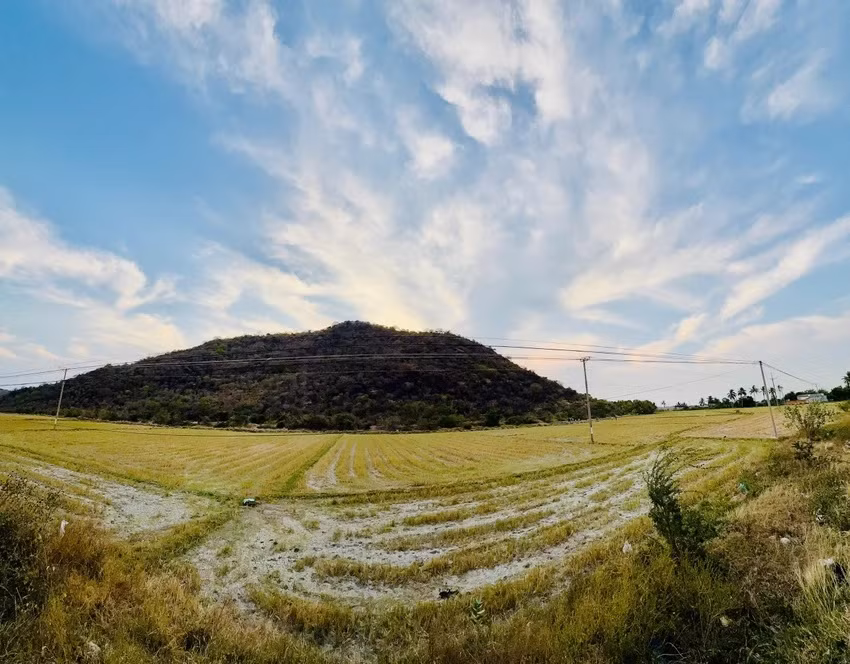 Theo thông tin từ UBND huyện Tuy Phong, các cây bằng lăng tại khu vực Núi Tàu vẫn nguyên vẹn, không bị ảnh hưởng bởi đám cháy. Thậm chí, lớp thực bì sau khi cháy sẽ tạo điều kiện thuận lợi để cây cối phát triển tốt hơn vào mùa mưa. Ảnh. PLO