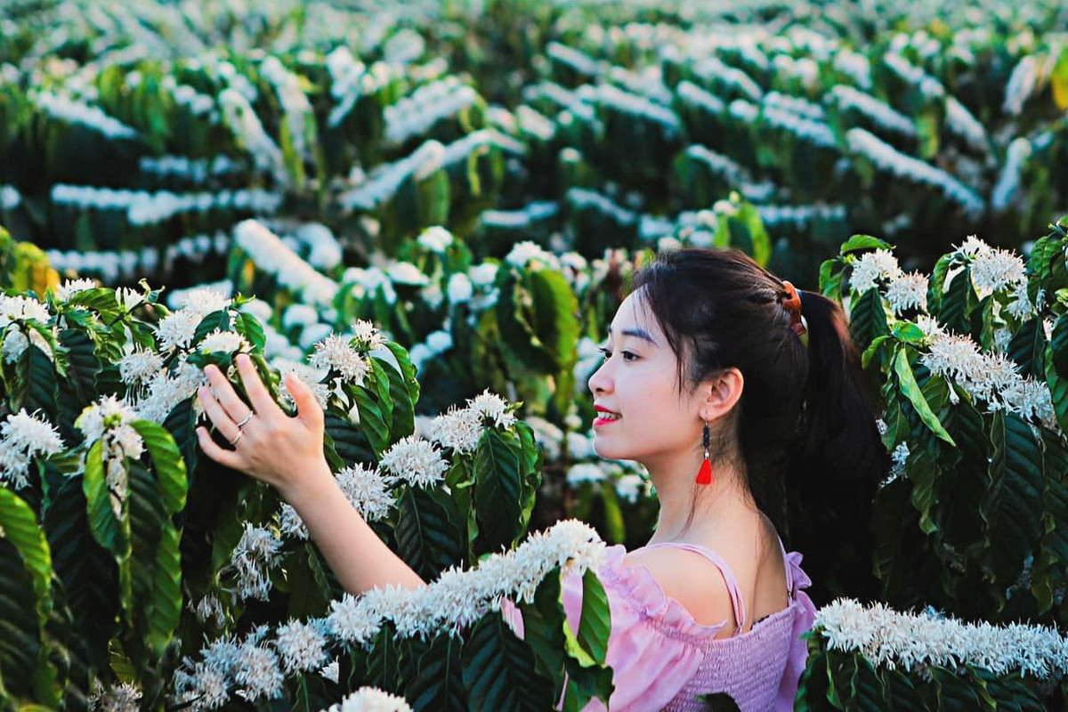 Các điểm ở Đắk Nông: ngoại thành TP Gia Nghĩa (xã Đắk Nia, xã Đắk R’Moan), xã Thuận Hạnh (huyện Đắk Song). Ảnh Ngô Trọng Hiếu