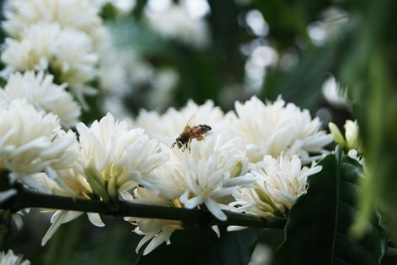 Các điểm đến có nhiều hoa cà phê ở Buôn Ma Thuột: Làng cà phê Trung Nguyên, Trung tâm du lịch Bản Đôn, Khu du lịch sinh thái Vườn Troh Bư, hồ Lắk, buôn Jun. Ảnh Internet