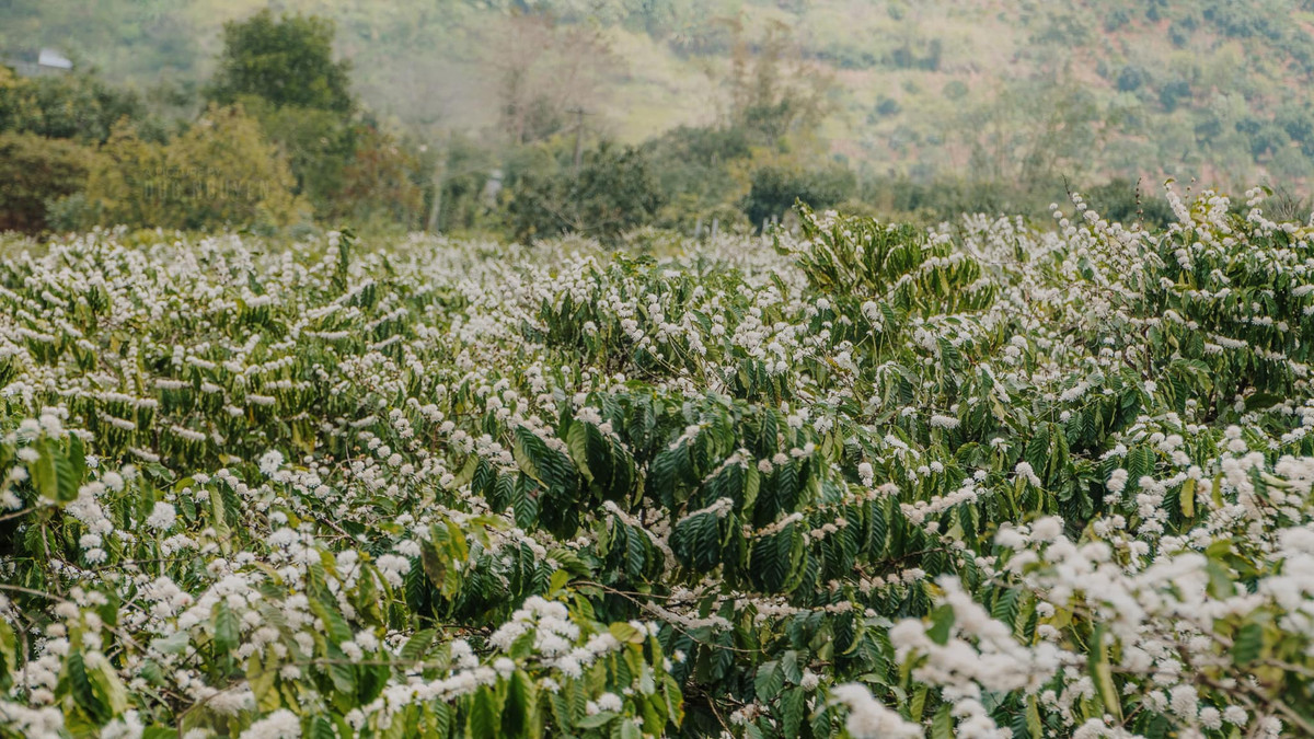 Nếu Tây Bắc có hoa ban trắng được lấy làm biểu tượng thì Tây Nguyên có hoa cà phê với những chùm hoa cà phê trắng muốt trên cành cây khiến du khách ngỡ như đang lạc vào nơi có tuyết rơi. Vì vẻ đẹp của nó, mà hằng năm có rất nhiều du khách sẵn sàng bỏ thời gian du lịch Tây Nguyên để “săn” hoa cà phê. Ảnh Internet