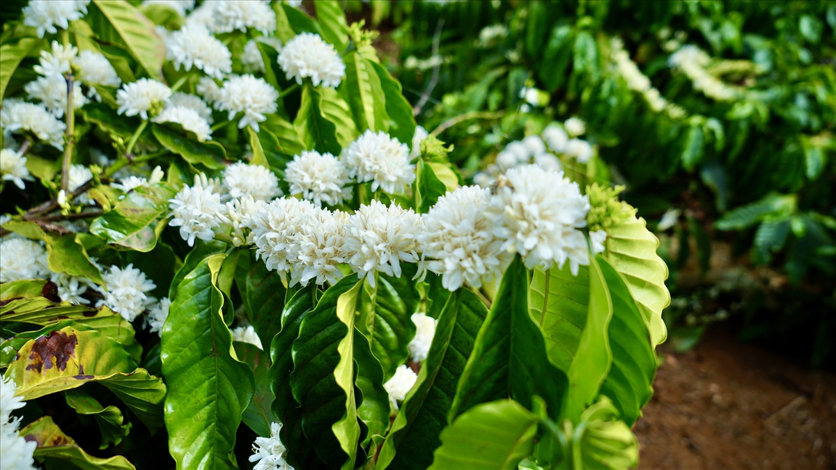 Thời gian nở hoa tùy khu vực nên du khách có thể đến nhiều địa điểm tại Tây Nguyên để “săn” hoa cà phê. Ảnh Internet