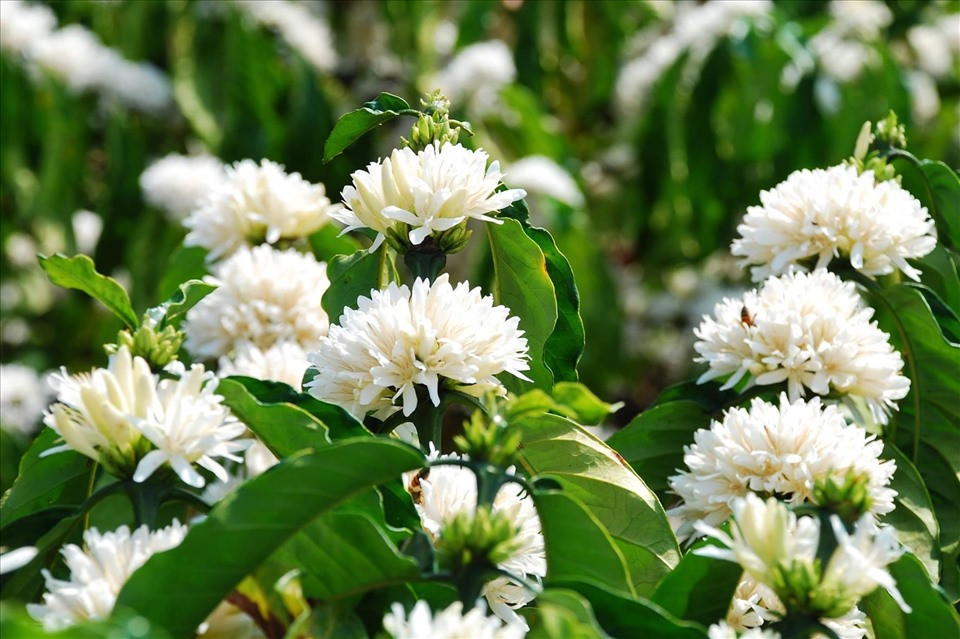 Hoa cà phê có nét đẹp tựa như hoa lài, trông xa xa lại giống hoa cẩm tú cầu. Hoa có mùi hương nhẹ nhàng, thời điểm lý tưởng nhất để ngắm loài hoa này là vào sáng sớm. Ảnh Internet