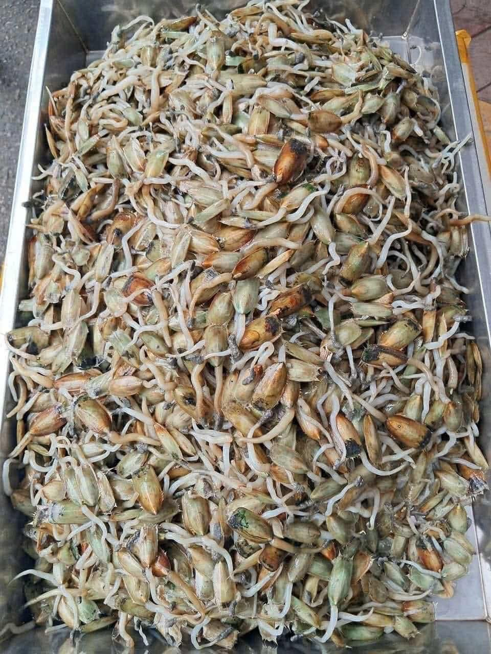 Giá bể hay còn gọi là giá biển là một loài nhuyễn thể có lớp vỏ màu xanh sẫm, vẻ ngoài khá giống con trai nhưng kích thước chỉ bằng ngón tay cái được người Hải Phòng chế biến thành nhiều món ăn ngon như gỏi giá bể, giá bể xào. Ảnh Phùng Thanh Loan