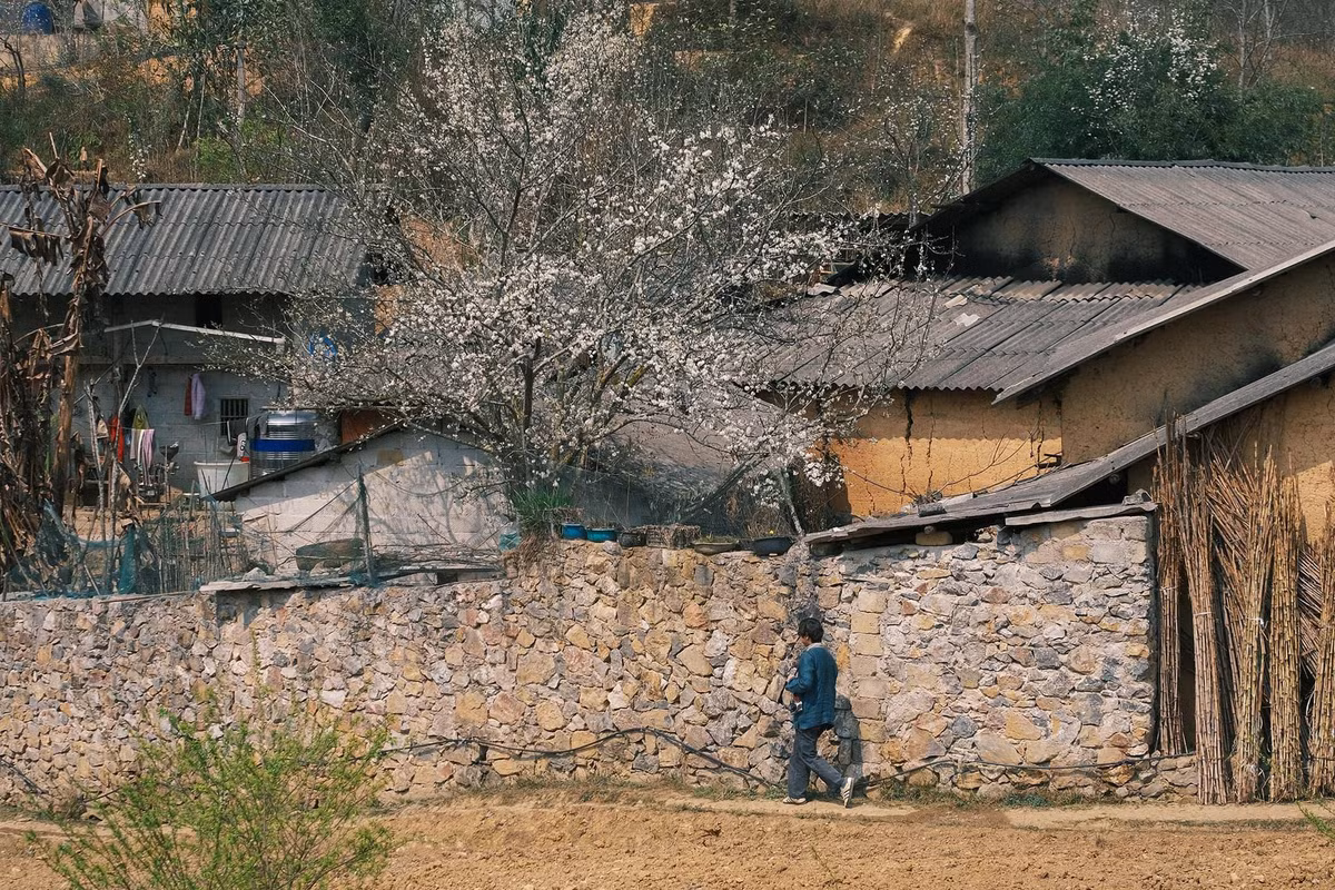 Đây là điểm đến không thể bỏ qua trong hành trình tìm về với mùa xuân, nơi bạn sẽ cảm nhận được sự tươi mới của thiên nhiên, sự ấm áp của tình người và những trải nghiệm khó quên. Ảnh Bùi Quang Thụy