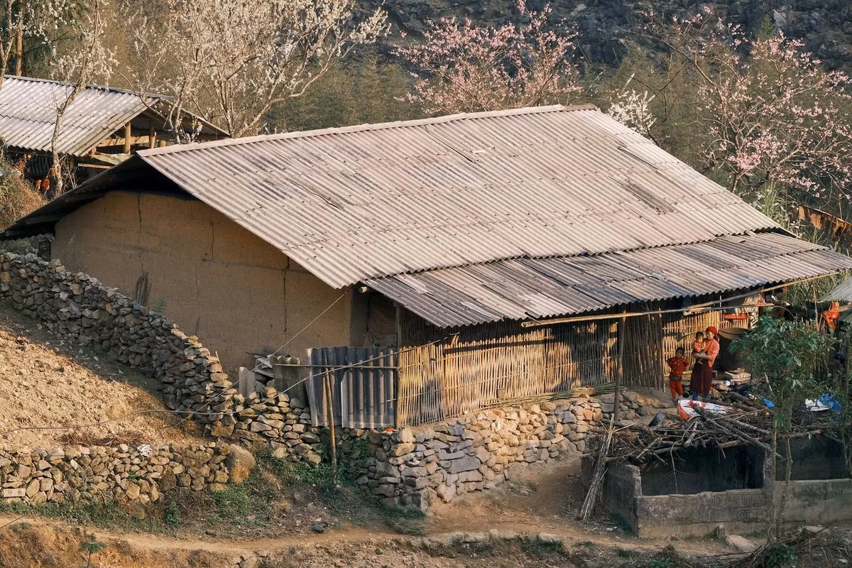 Hoa đào, hoa mận khoe sắc nền đá xám. Ảnh Bùi Quang Thụy