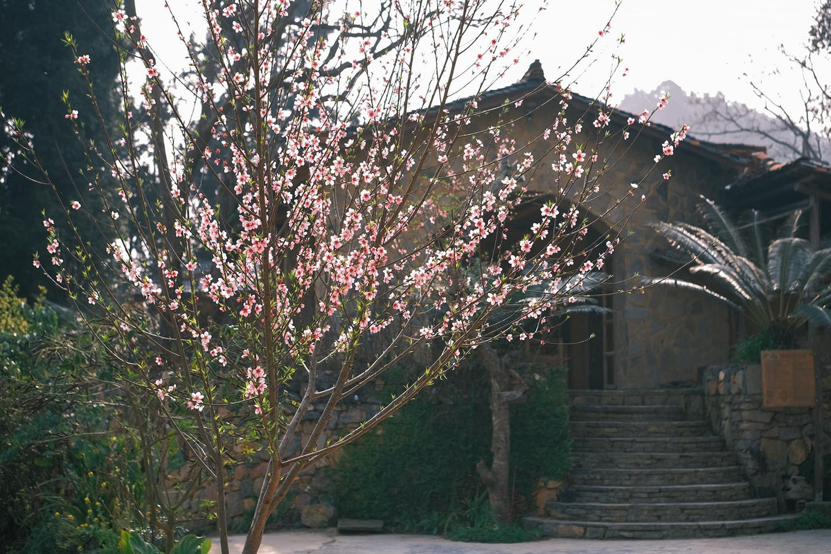 Mùa xuân nơi biên cương Hà Giang là một bức tranh tuyệt đẹp, sự kết hợp hoàn hảo giữa cảnh sắc thiên nhiên hoang sơ và đời sống văn hóa phong phú của các cộng đồng dân tộc. Ảnh Bùi Quang Thụy