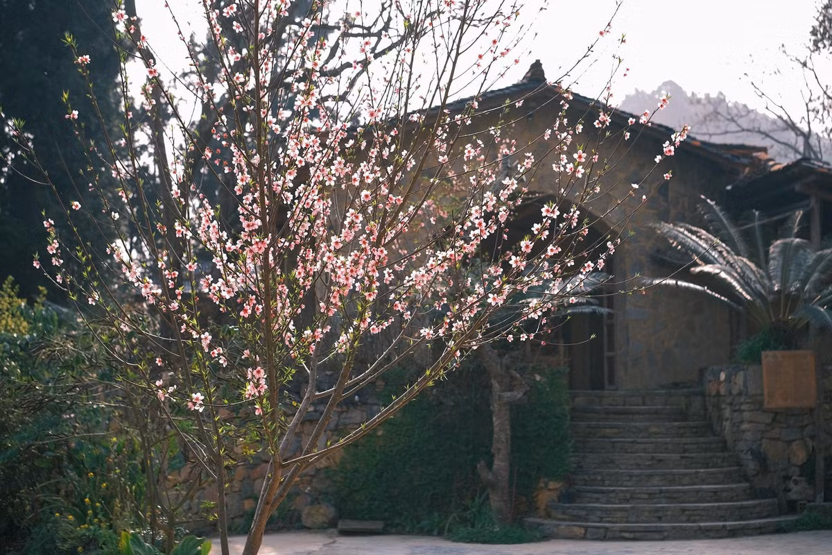 Mùa xuân nơi biên cương Hà Giang là một bức tranh tuyệt đẹp, sự kết hợp hoàn hảo giữa cảnh sắc thiên nhiên hoang sơ và đời sống văn hóa phong phú của các cộng đồng dân tộc. Ảnh Bùi Quang Thụy