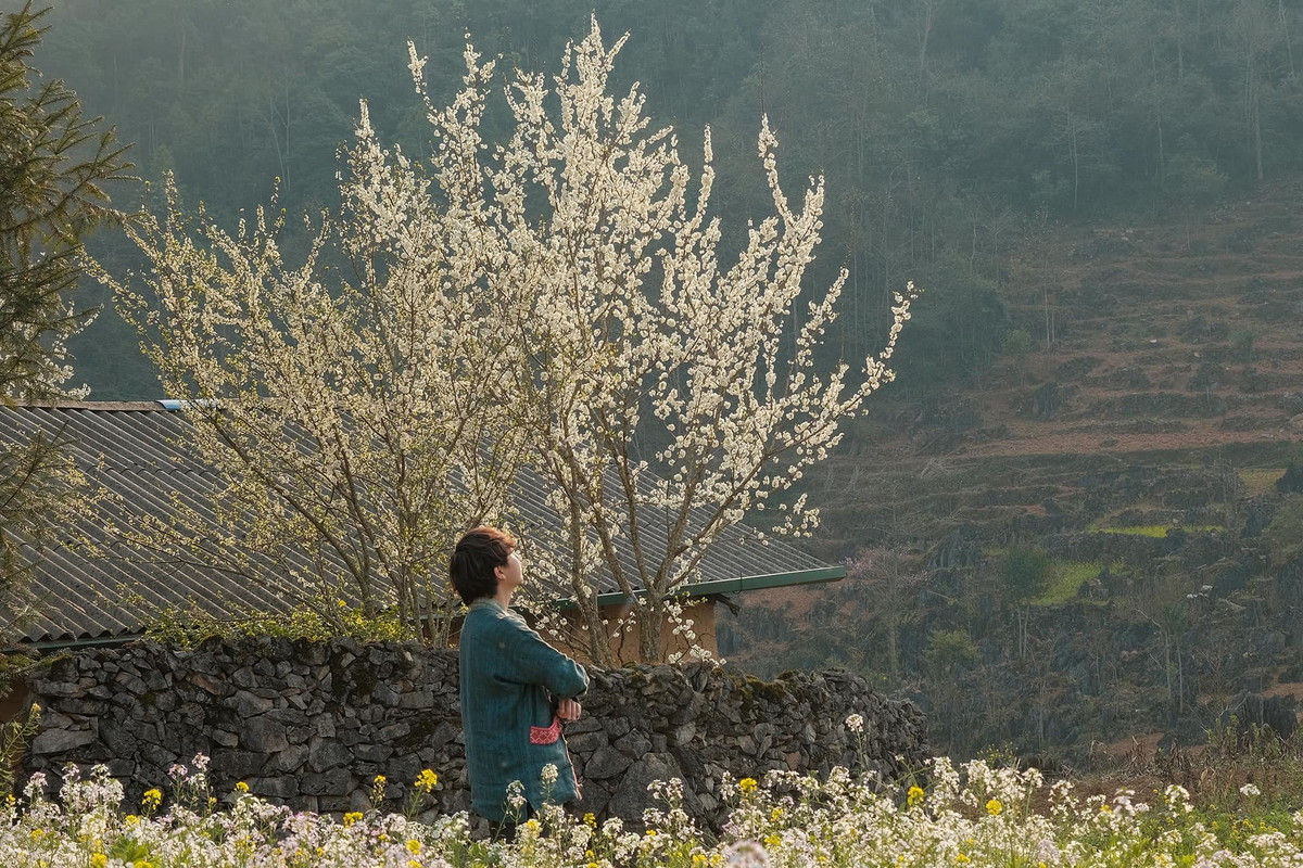 Đến Hà Giang vào mùa xuân, du khách sẽ được ngắm nhìn màu sắc rực rỡ của các loài hoa bung nở: hoa cải, hoa đào, hoa mận... Ảnh Bùi Quang Thụy