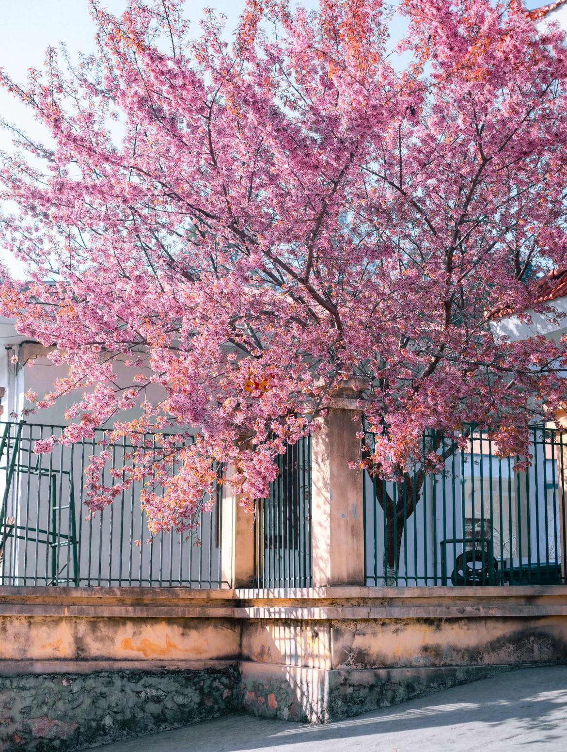 Hà Giang không chỉ đẹp bởi những cung đường uốn lượn giữa cao nguyên đá mà còn mang đến trải nghiệm ngắm hoa anh đào độc đáo, khác biệt so với Nhật Bản hay Hàn Quốc. Ảnh Tô Đi Đâu