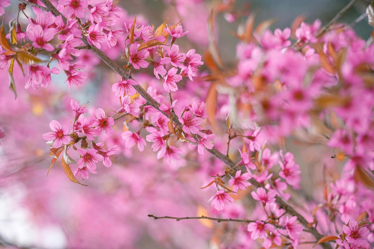 Phố Cáo (Đồng Văn): Những ngôi nhà trình tường cổ kính nổi bật giữa vườn hoa đào hồng thắm.