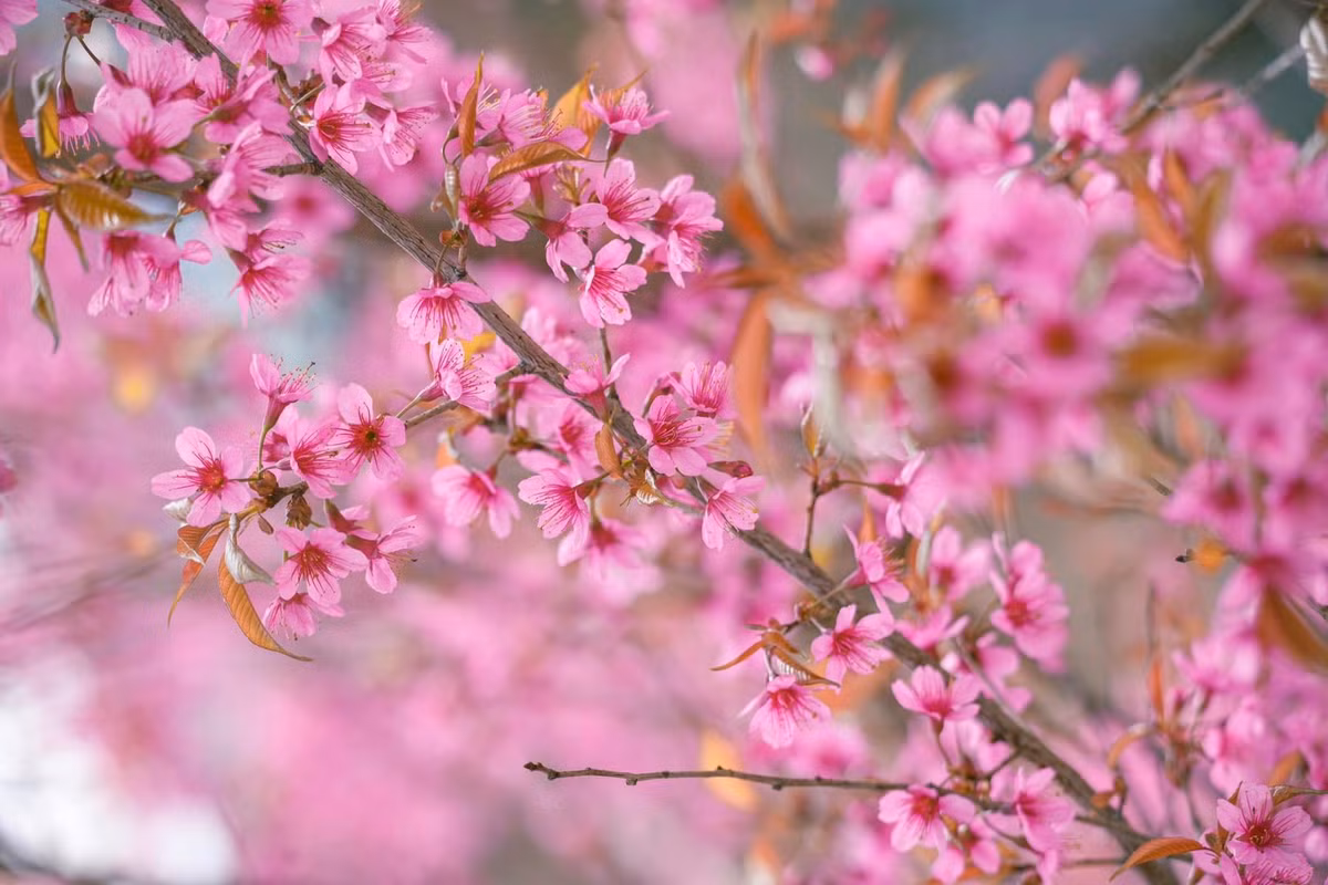 Phố Cáo (Đồng Văn): Những ngôi nhà trình tường cổ kính nổi bật giữa vườn hoa đào hồng thắm.