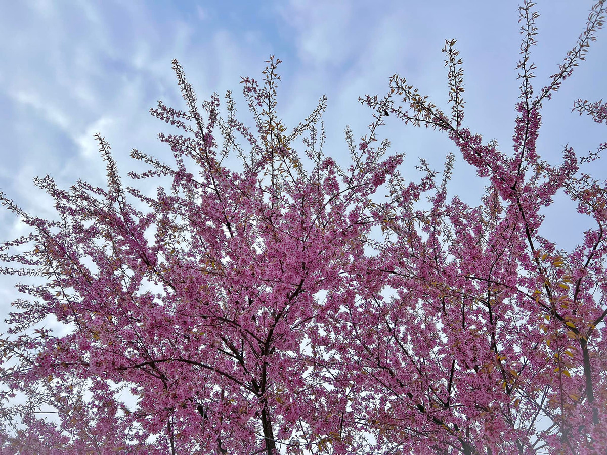 Sự tương phản giữa những bông hoa đào tinh khôi và vách đá vôi hùng vĩ tạo nên một khung cảnh thực sự khó quên về mặt thị giác.