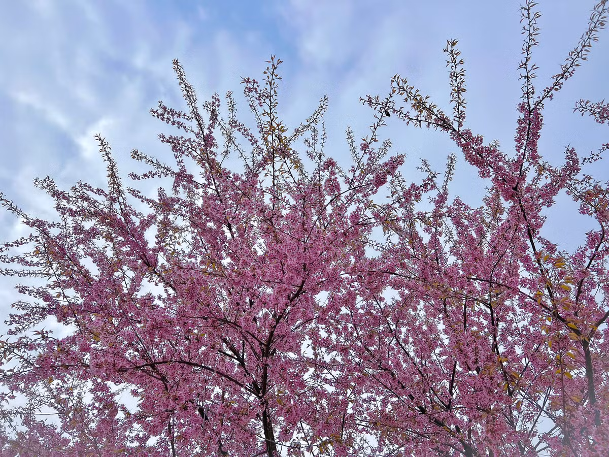 Sự tương phản giữa những bông hoa đào tinh khôi và vách đá vôi hùng vĩ tạo nên một khung cảnh thực sự khó quên về mặt thị giác.