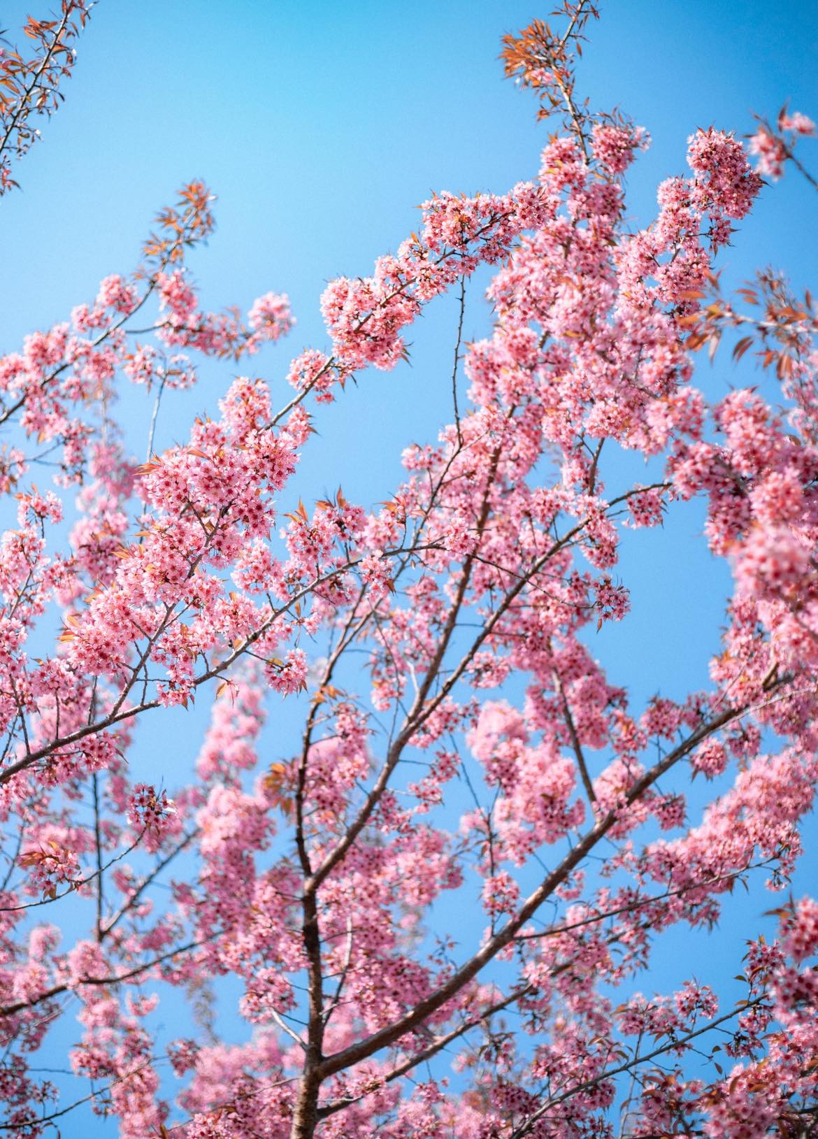 Mùa hoa anh đào ở Hà Giang thường bắt đầu từ tháng 1 và kéo dài đến tháng 3.