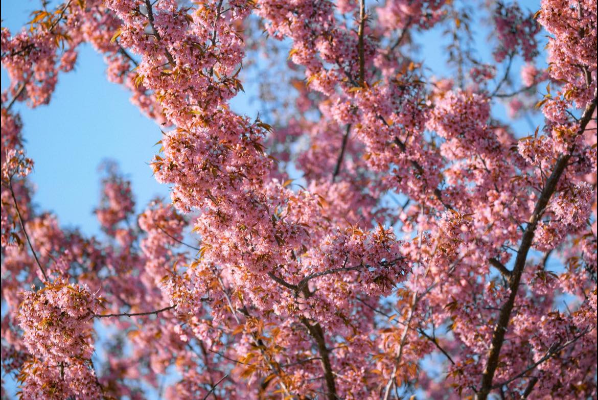 Phố cổ Đồng Văn: Sắc hoa đào hòa quyện cùng kiến trúc cổ, tạo nên không gian đầy hoài niệm.