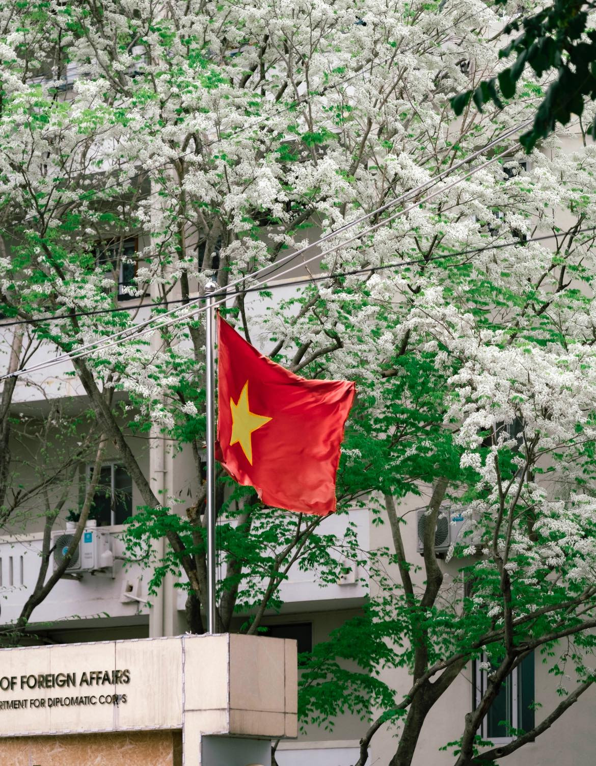 Trong nhịp sống tất bật, màu trắng tinh khôi của hoa sưa làm cho cảnh sắc dường như thanh bình và nhẹ nhàng hơn. Ảnh Blogcuarot