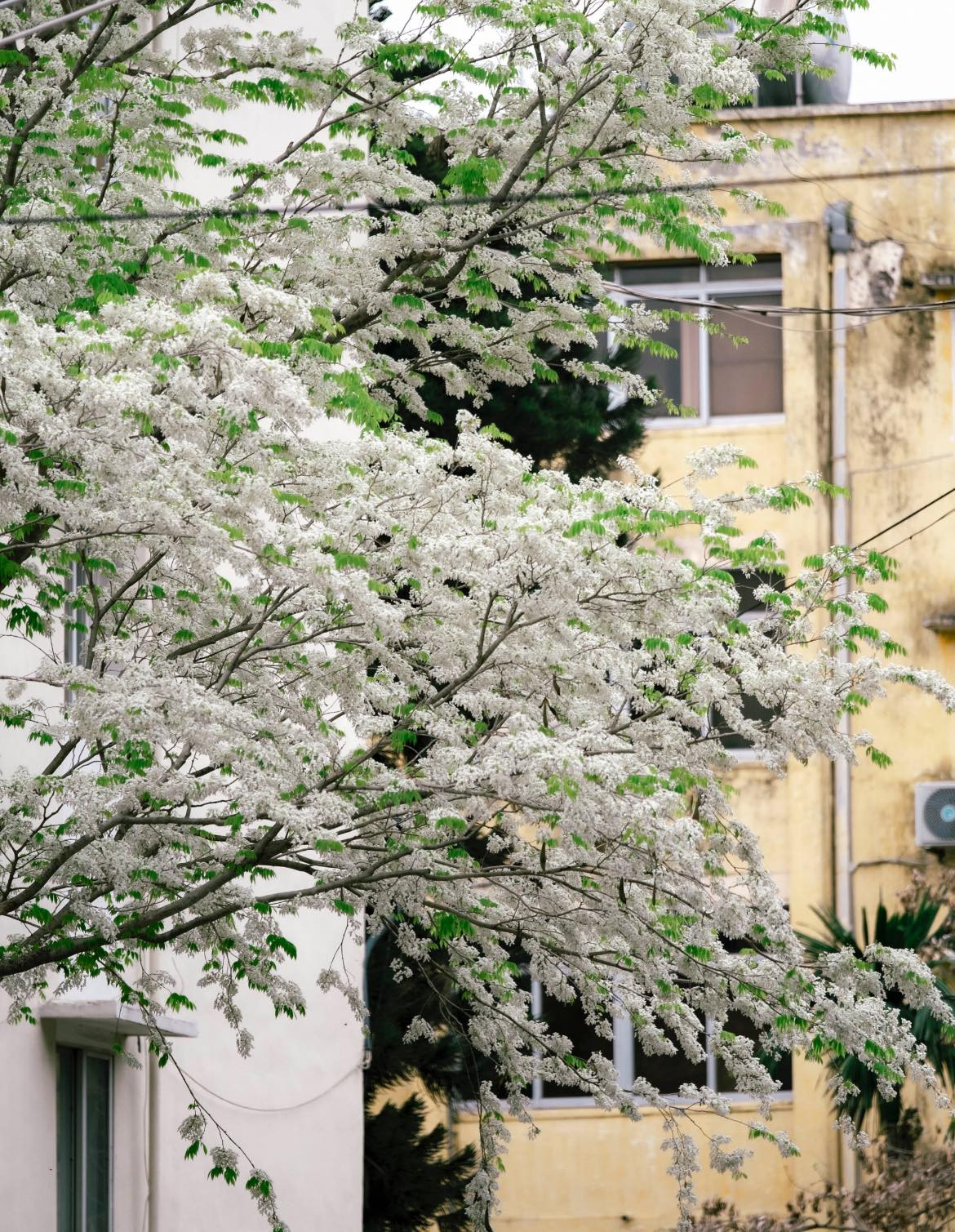 Dọc phố phường Hà Nội không khó để bắt gặp những cây hoa sưa đang bung nở.