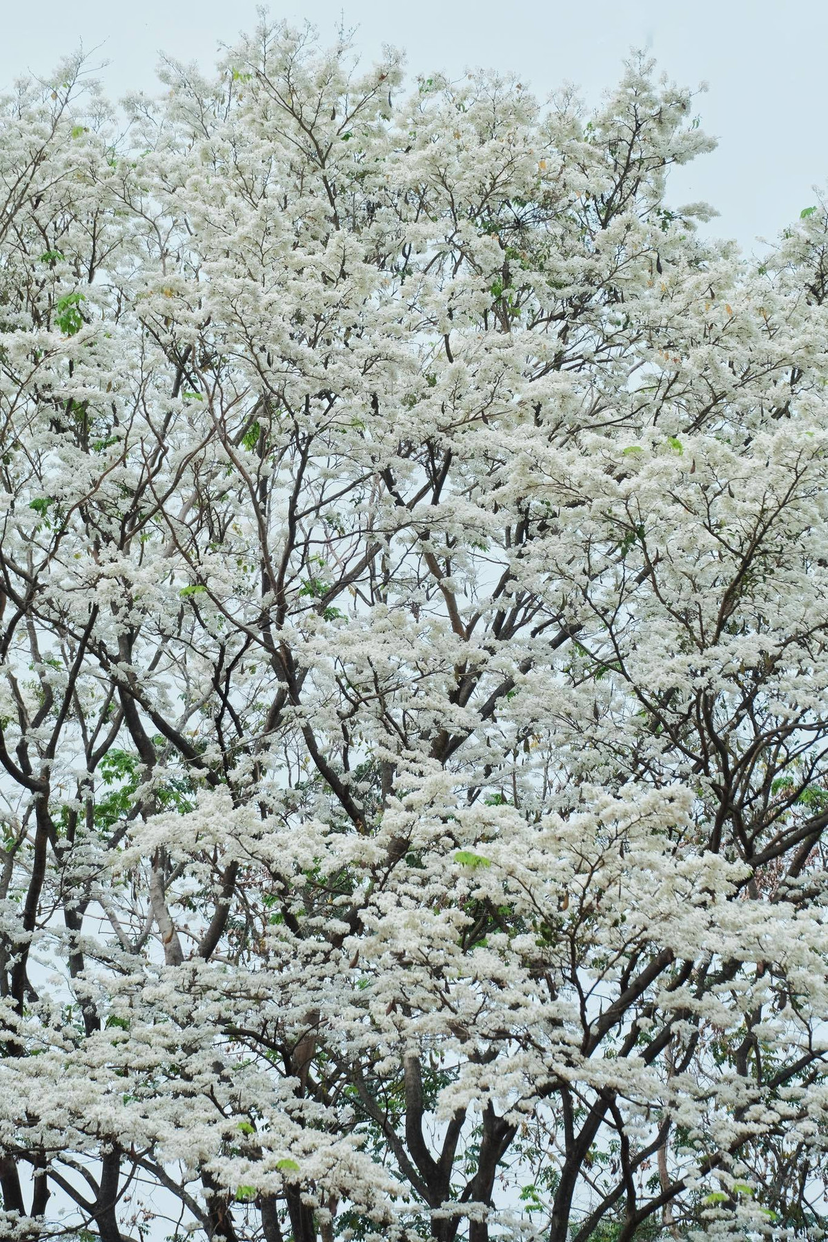 Nhiều người còn đặt cho hoa sưa biệt danh là "tuyết nhiệt đới", bởi mỗi khi hoa nở là phủ trắng cả một góc trời.