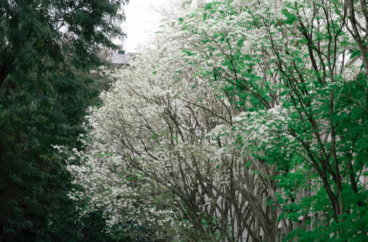 Mùa hoa sưa trắng nở thu hút nhiều nhiếp ảnh gia từ chuyên nghiệp đến nghiệp dư lui tới "tác nghiệp".