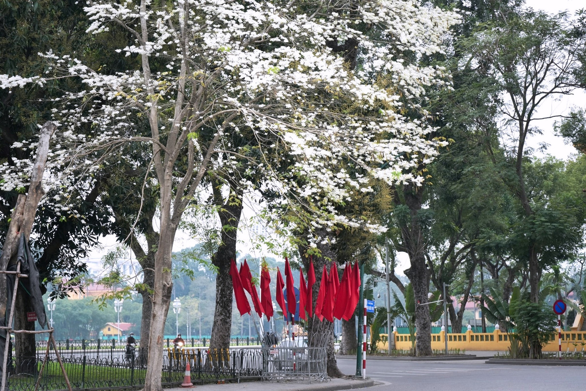 Nhiều người dân Hà Nội, đặc biệt là giới trẻ cũng tụ tập đông đúc tại khu vực có sưa trắng nở để lưu lại những bộ hình check-in đầy lãng mạn. Ảnh Tuyên Parafu